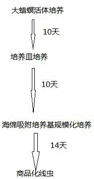 Novel method for producing steinernema carpocapsae on large scale