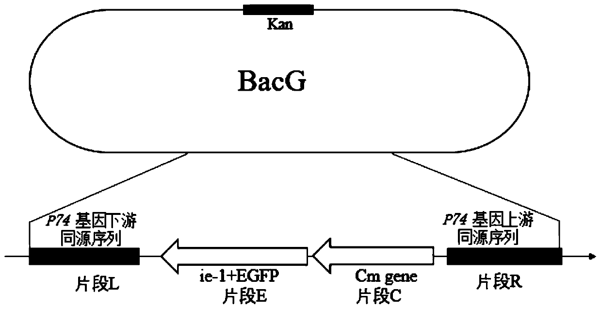 Baculovirus expression vector capable of rapid titer determination and its construction and application