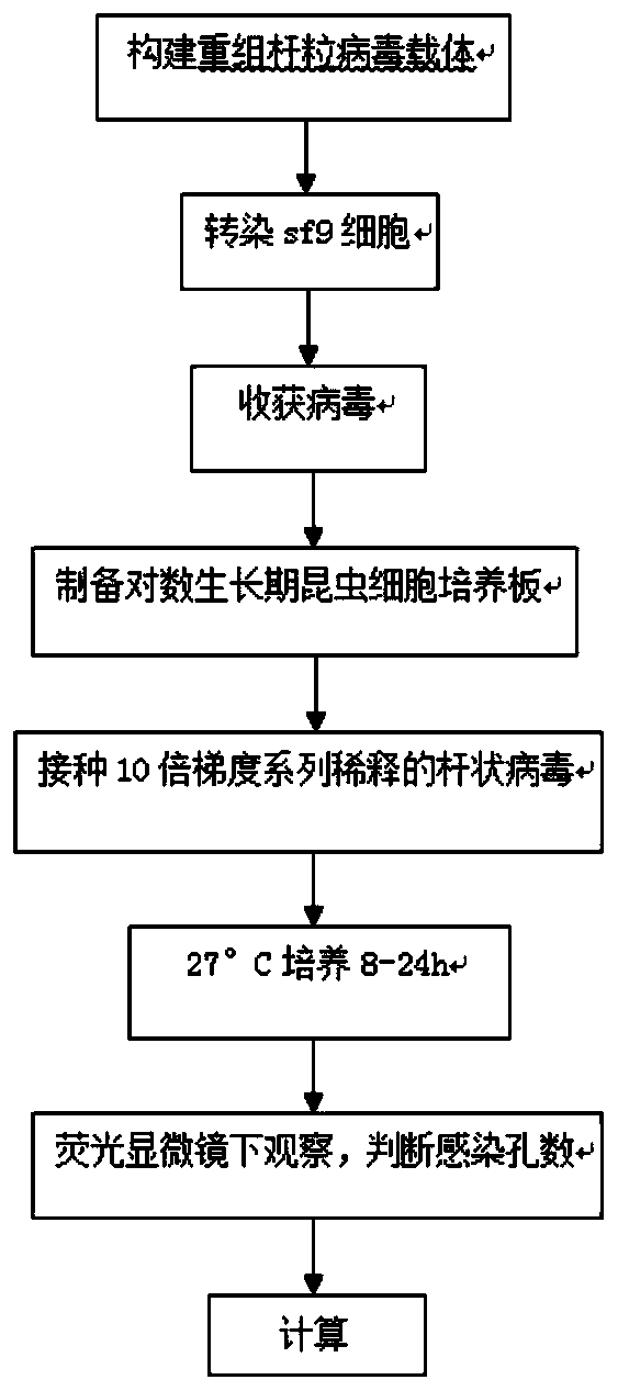 Baculovirus expression vector capable of rapid titer determination and its construction and application