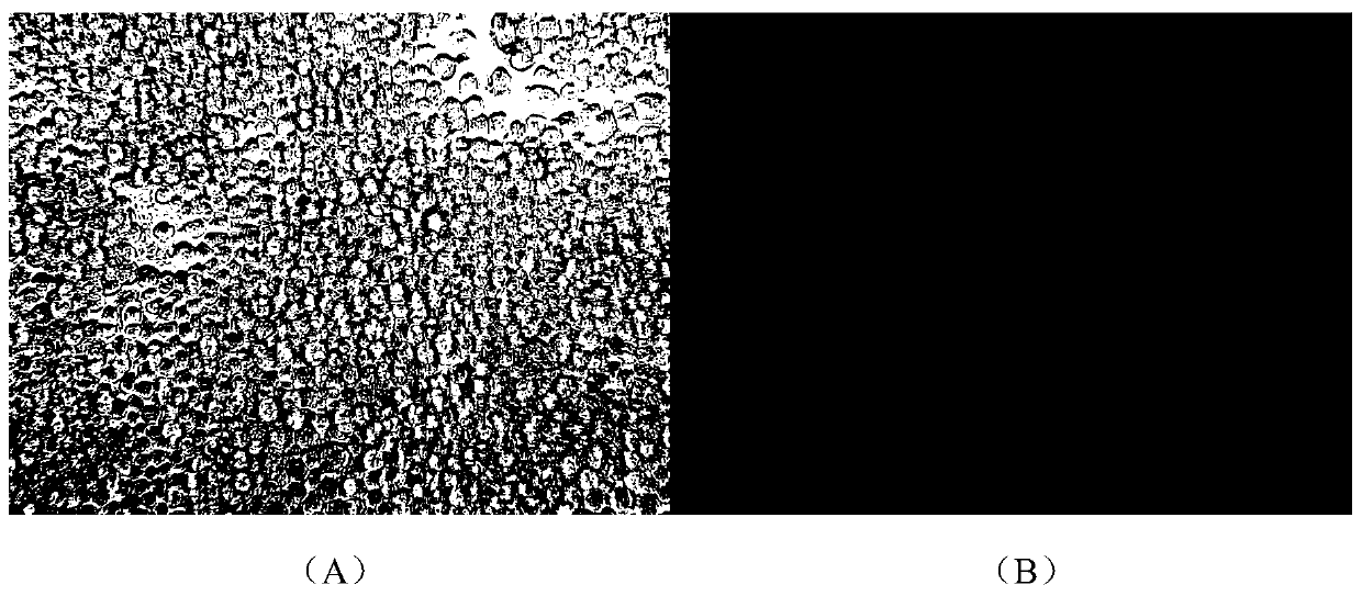 Baculovirus expression vector capable of rapid titer determination and its construction and application