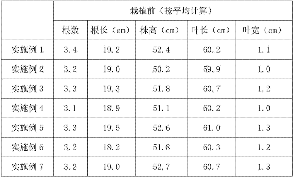 Chinese Cymbidium antibacterial matrix and simplified cultivation method of Chinese Cymbidium