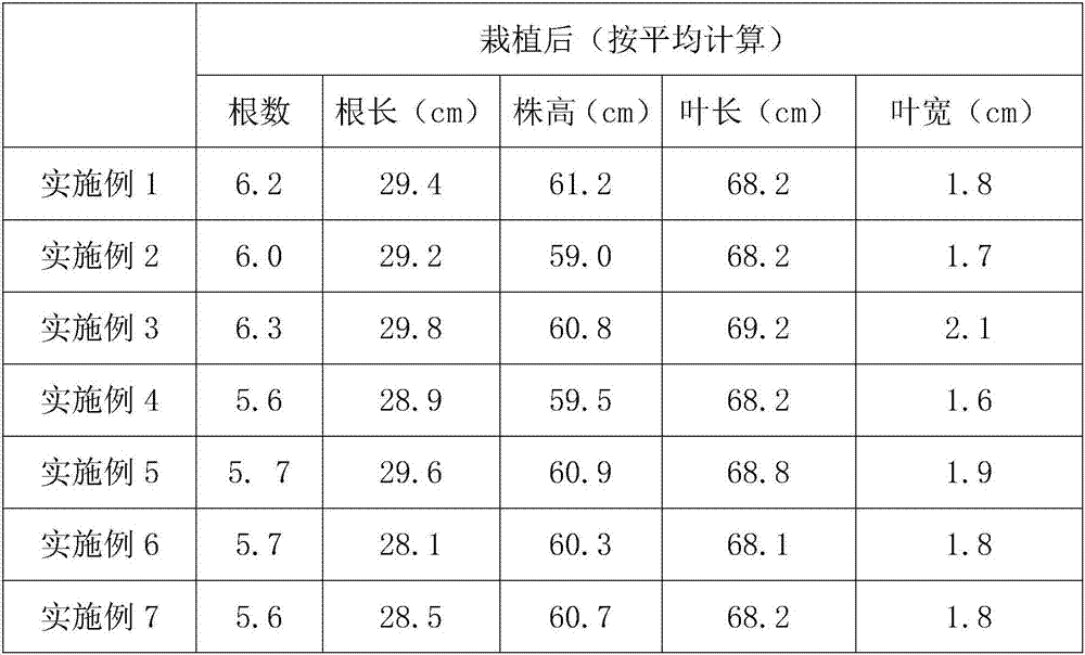 Chinese Cymbidium antibacterial matrix and simplified cultivation method of Chinese Cymbidium