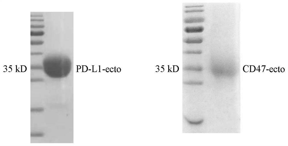 Non-erythrocyte agglutination anti-PD-L1/CD47 bispecific antibody and application thereof in anti-tumour treatment