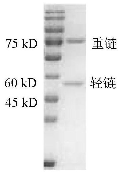 Non-erythrocyte agglutination anti-PD-L1/CD47 bispecific antibody and application thereof in anti-tumour treatment