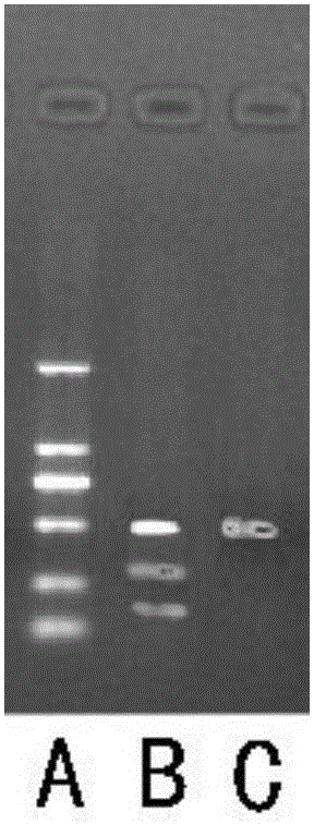 Gene knockout test kit and method for rapidly screening sgRNA