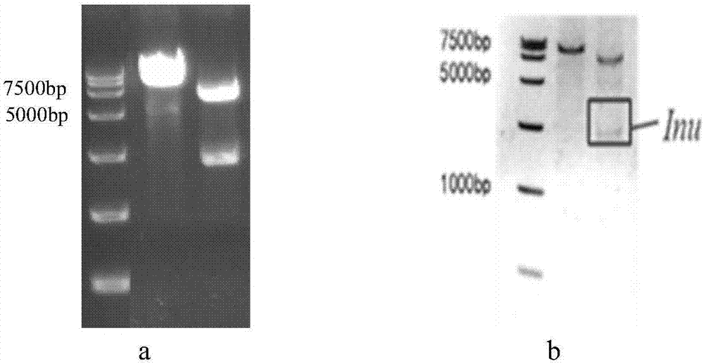 Bacillus subtilis JG-1 capable of producing endo-inulinase as well as preparation method and application of bacillus subtilis JG-1