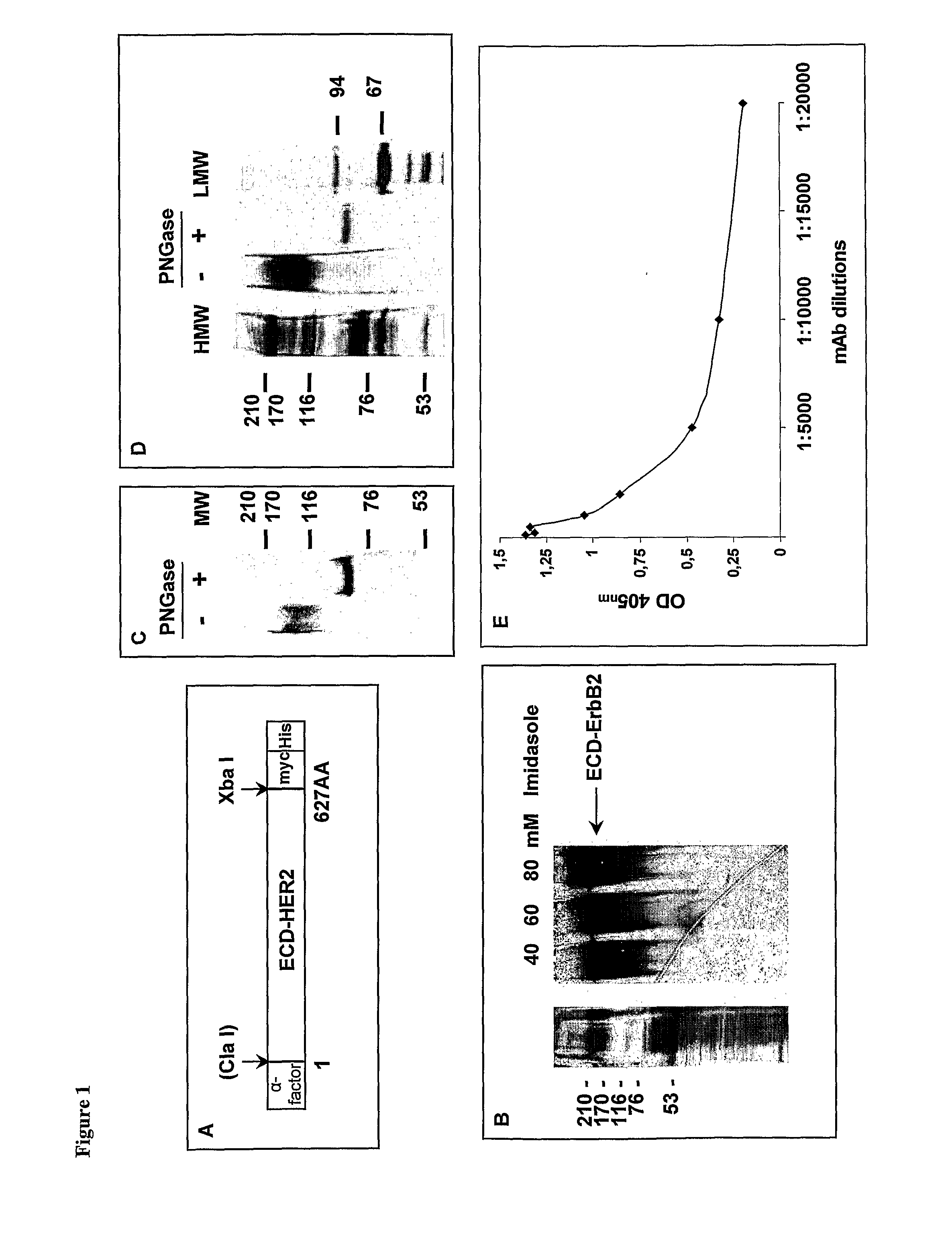 Anti her2/neu antibody