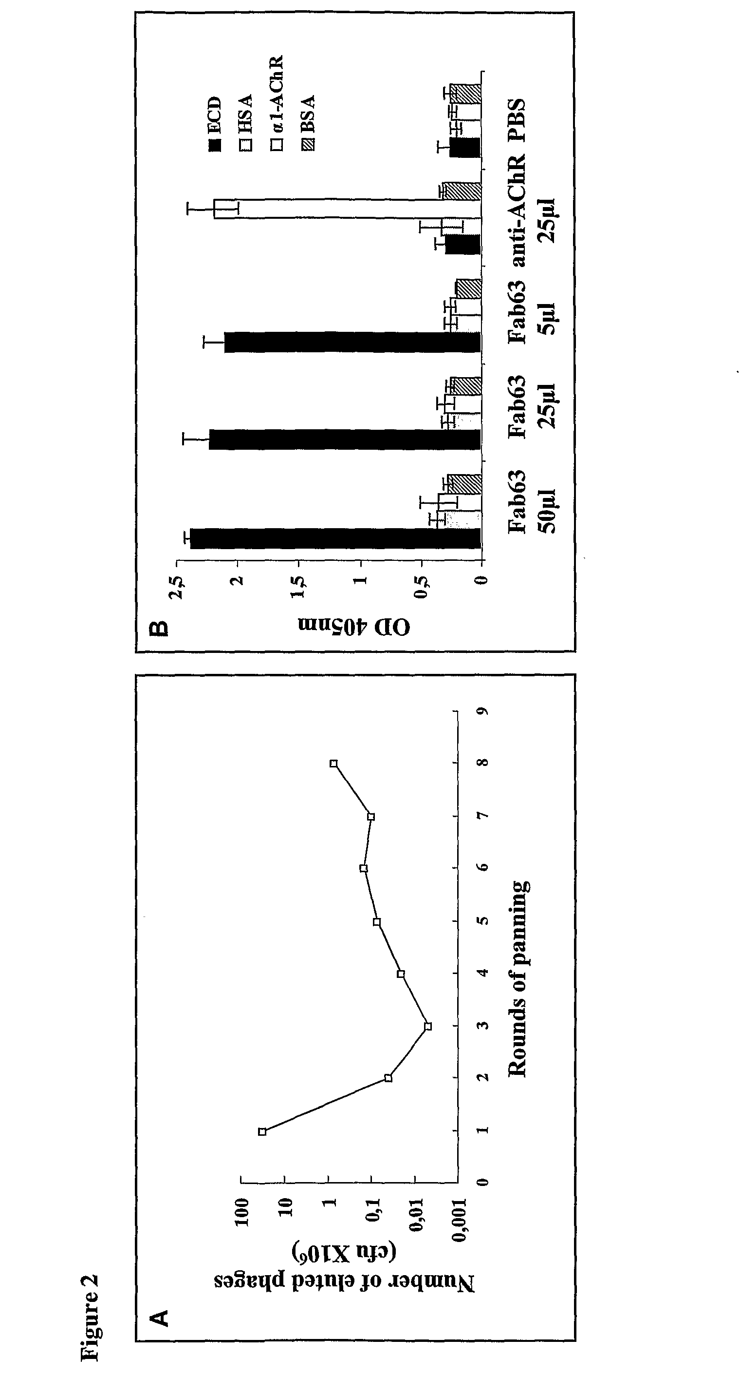 Anti her2/neu antibody