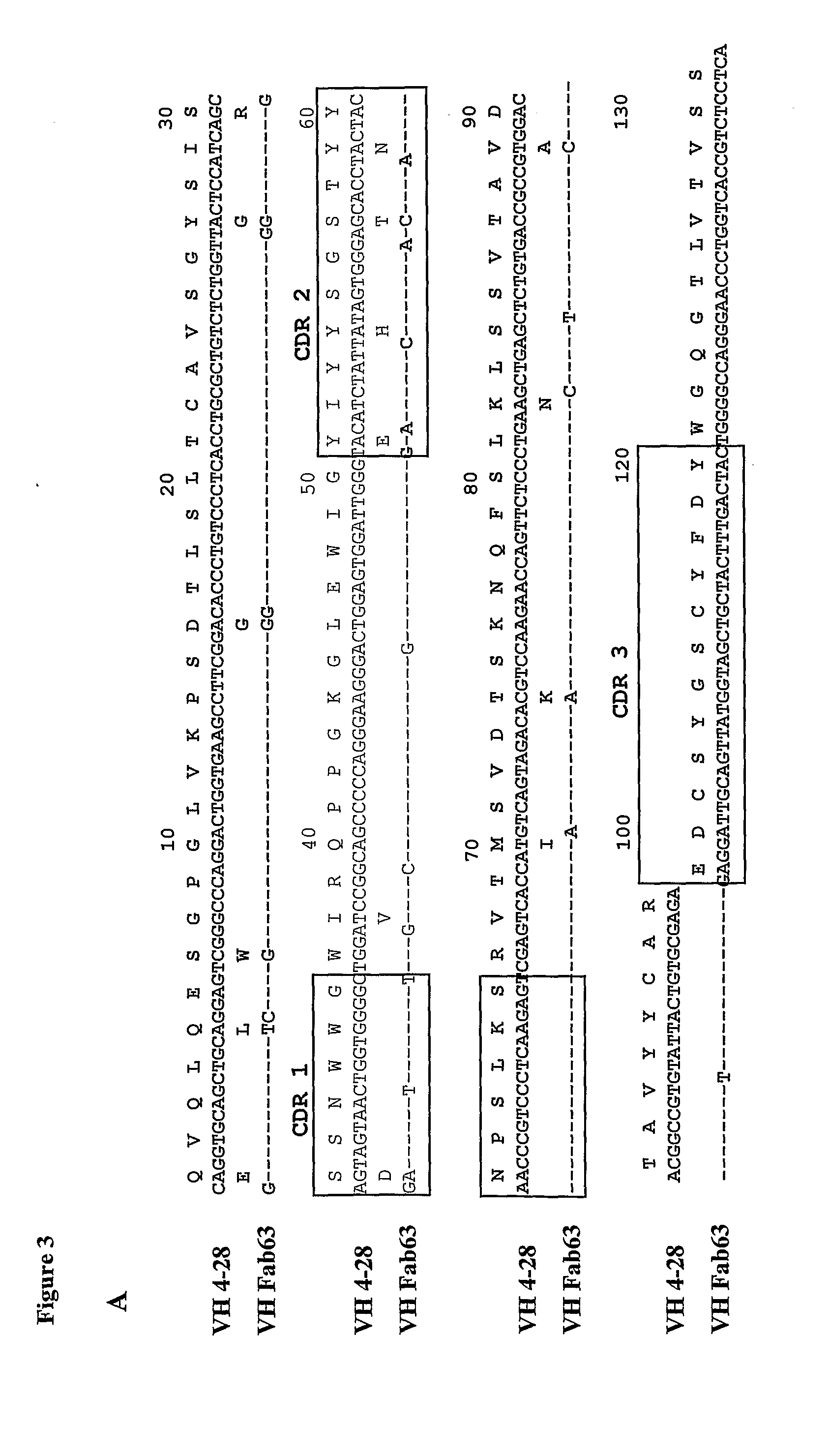 Anti her2/neu antibody