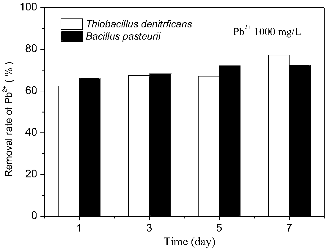 A method for joint treatment of lead ion pollution by using carbonate mineralizing bacteria-thiobacillus denitrification