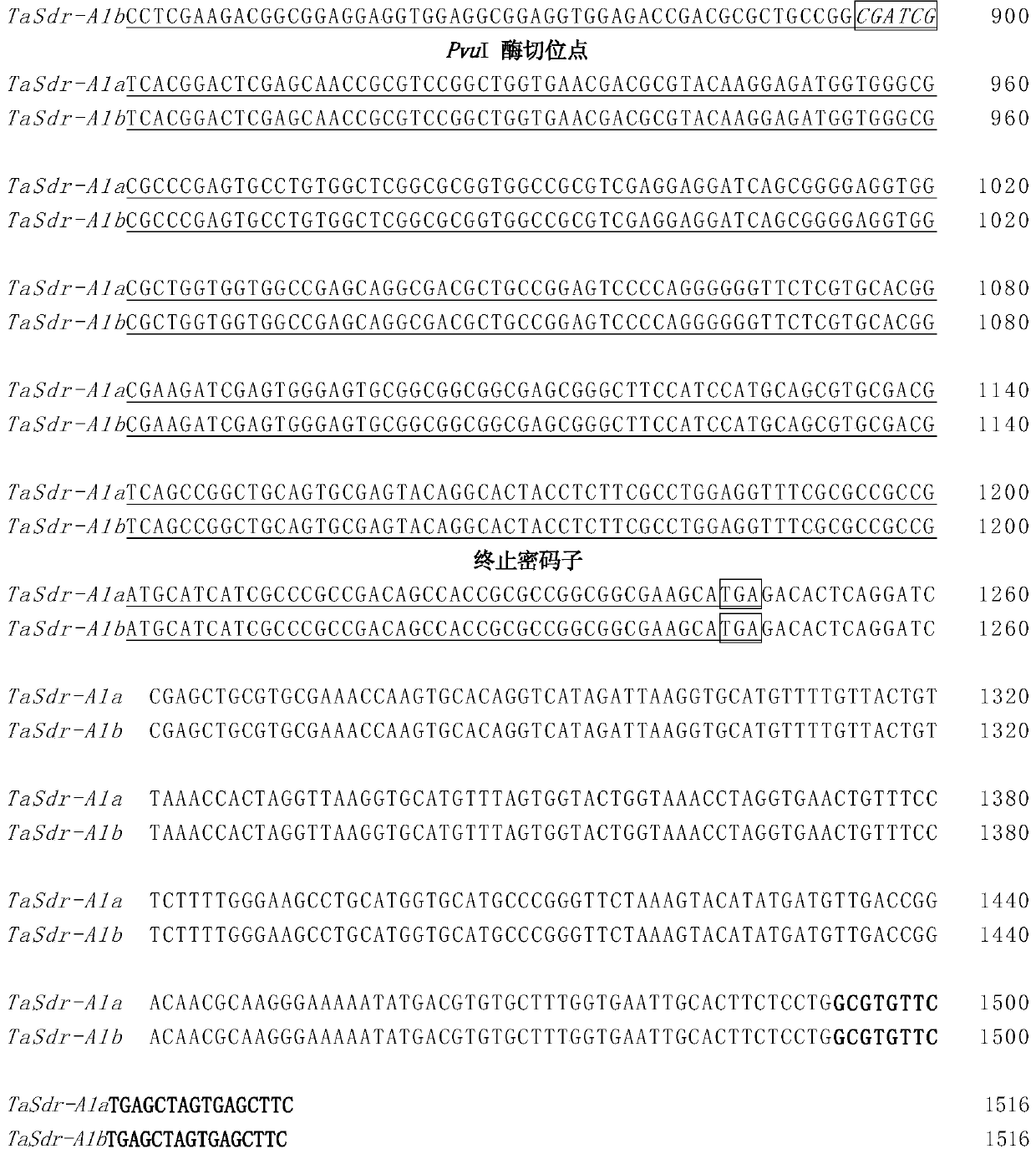 Molecular markers and specific primer pairs for identification of wheat grain germination traits and their applications