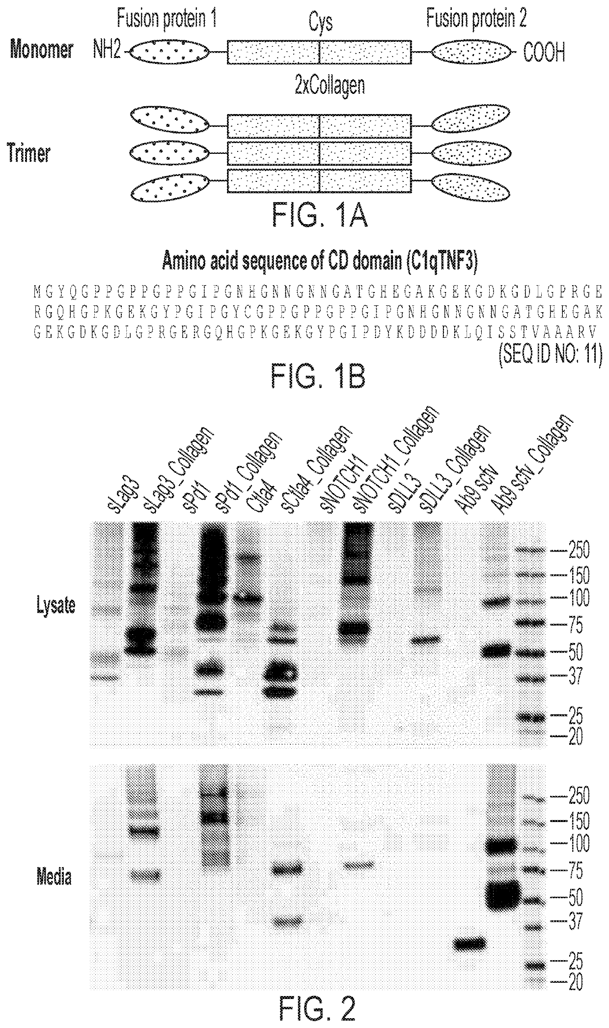 Multimeric protein domains for multifunctionality and enhanced secretion of therapeutic proteins