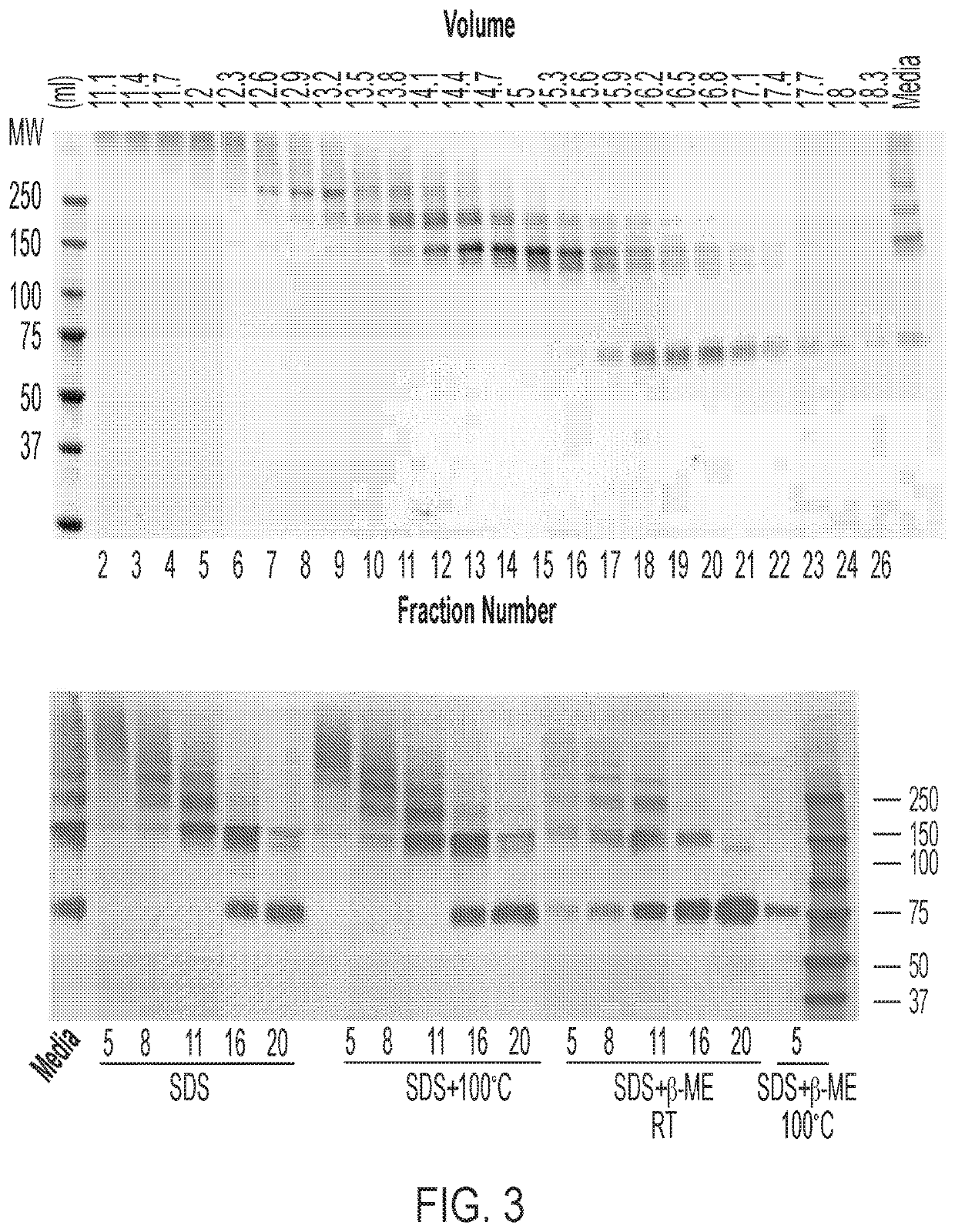 Multimeric protein domains for multifunctionality and enhanced secretion of therapeutic proteins