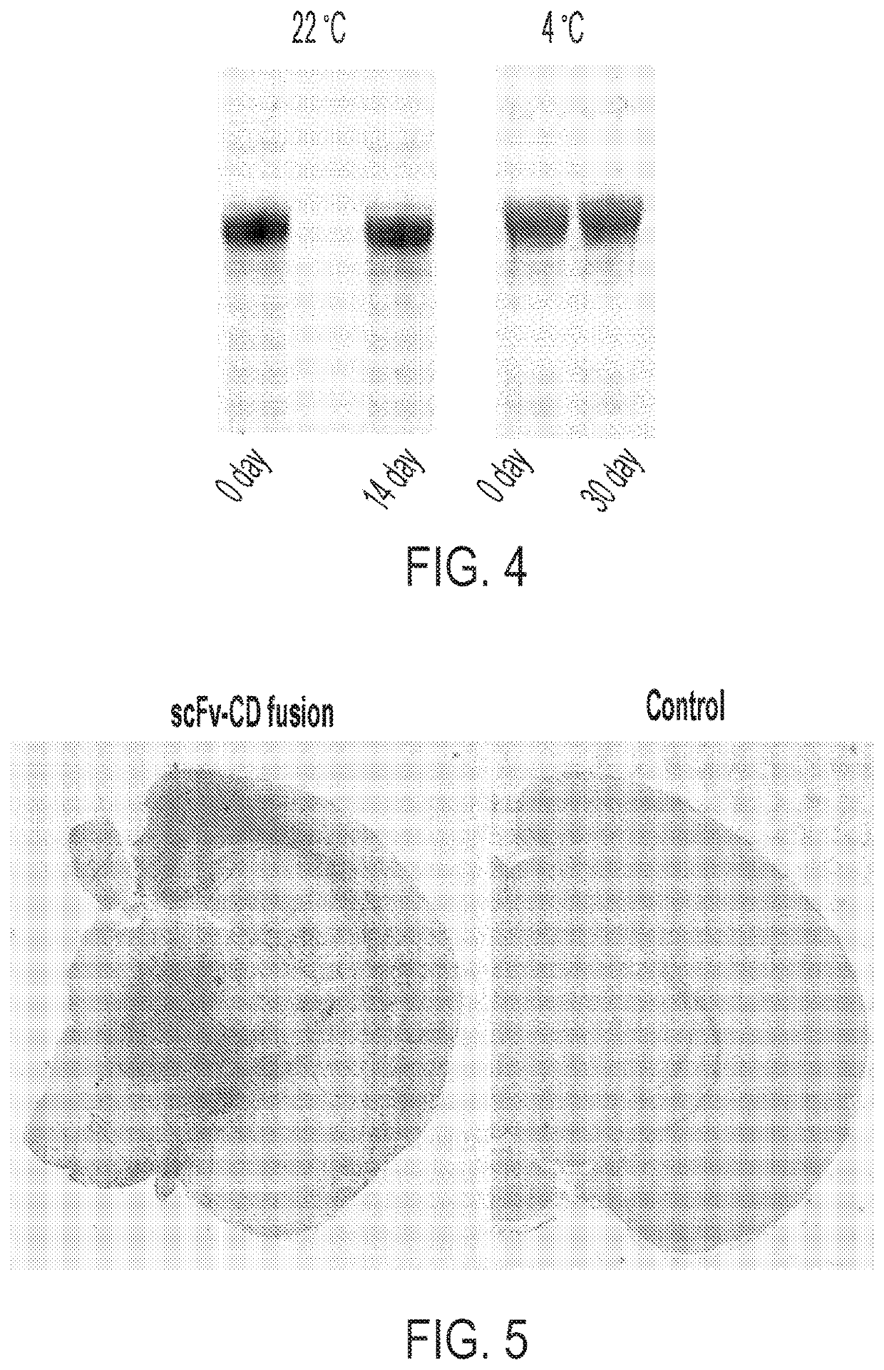 Multimeric protein domains for multifunctionality and enhanced secretion of therapeutic proteins