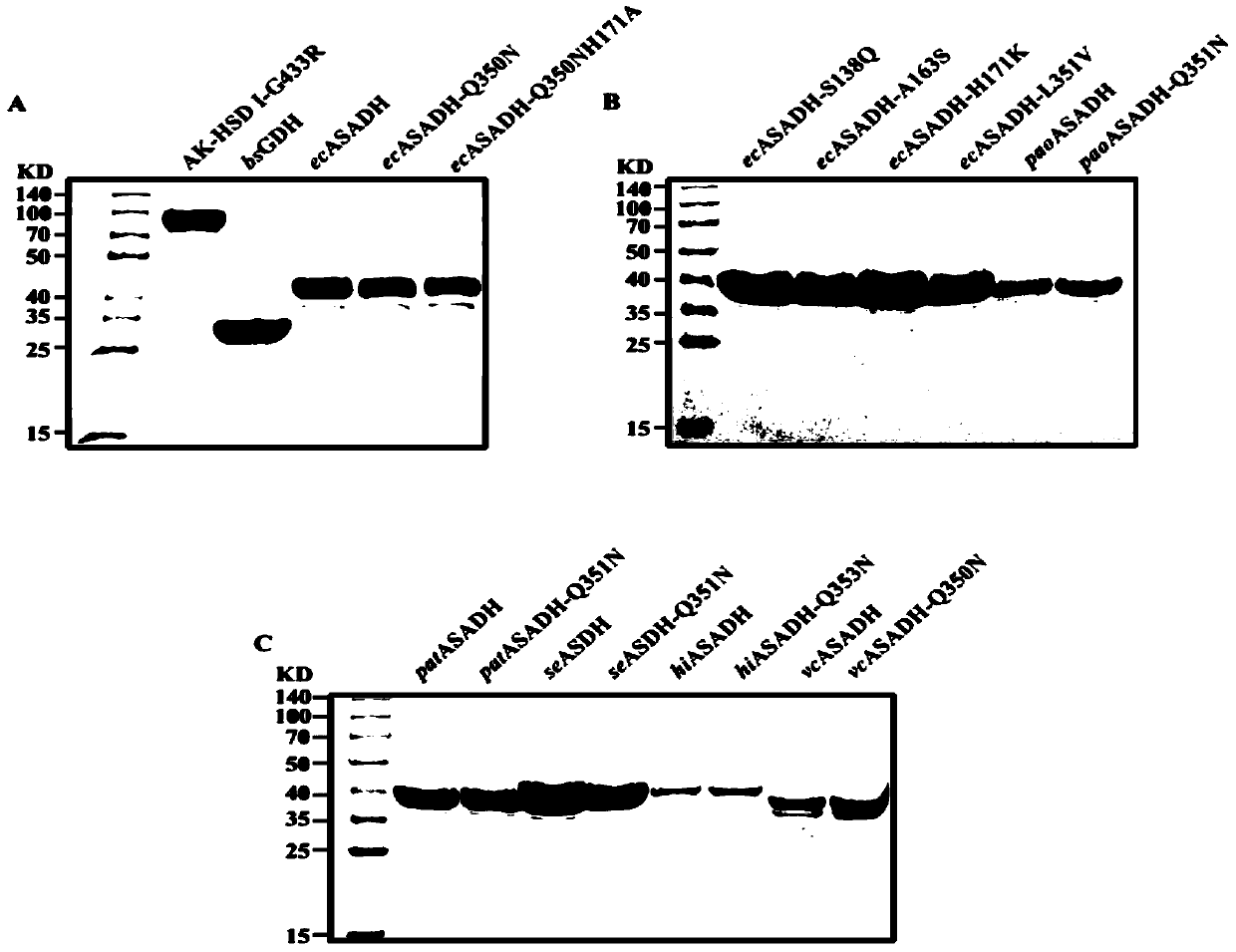 Aspartate-β-semialdehyde dehydrogenase mutant and its application