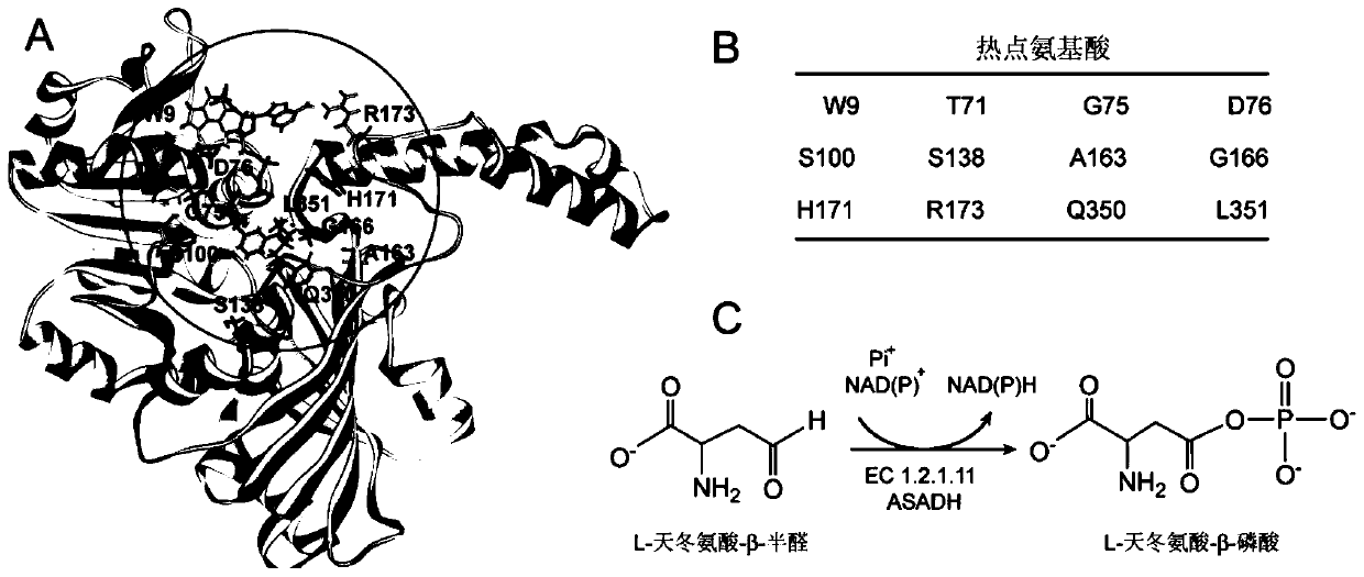 Aspartate-β-semialdehyde dehydrogenase mutant and its application