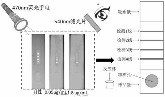 Method for rapidly detecting sibutramine in weight-reducing health food