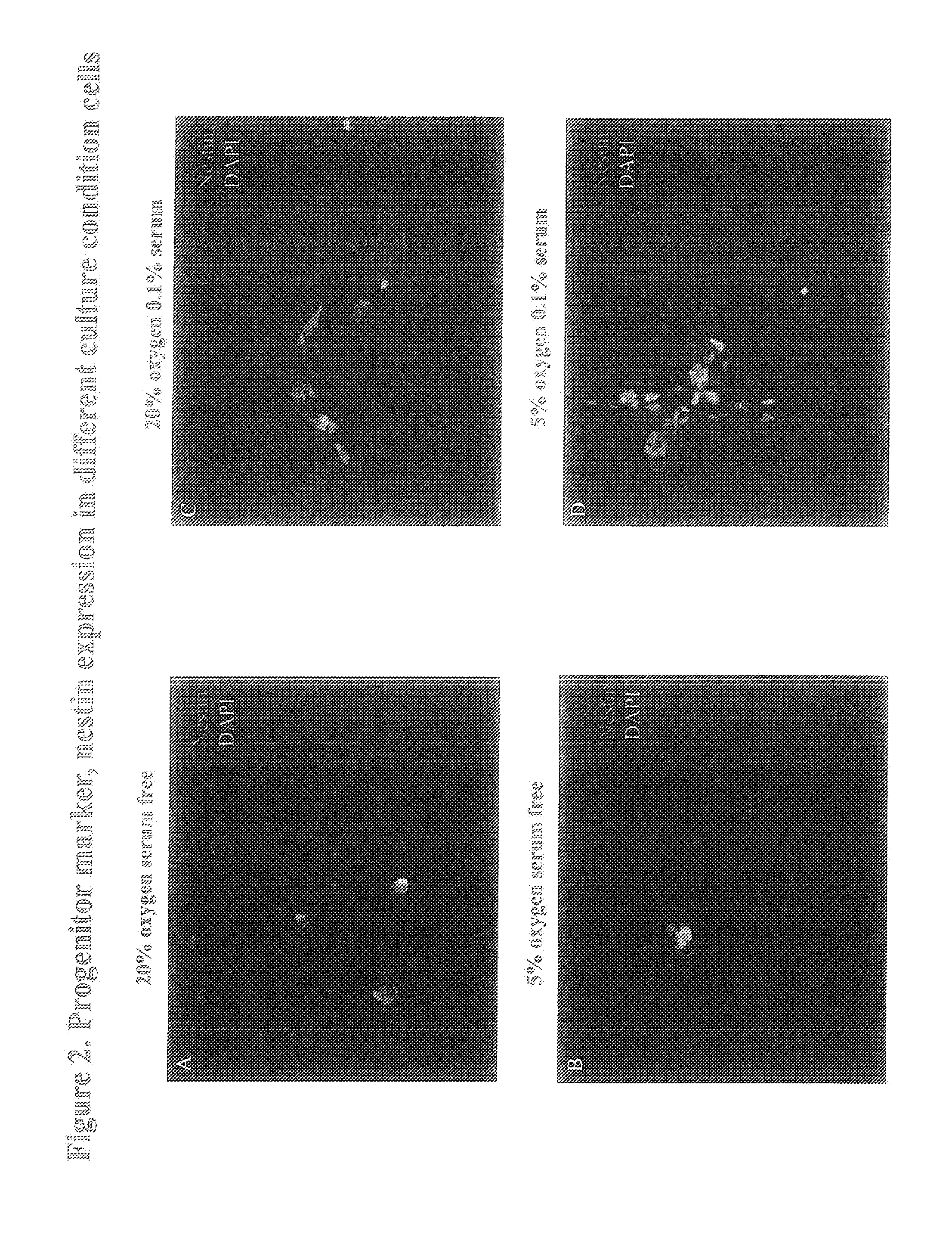 Compositions of stem cells and stem cell factors and methods for their use and manufacture
