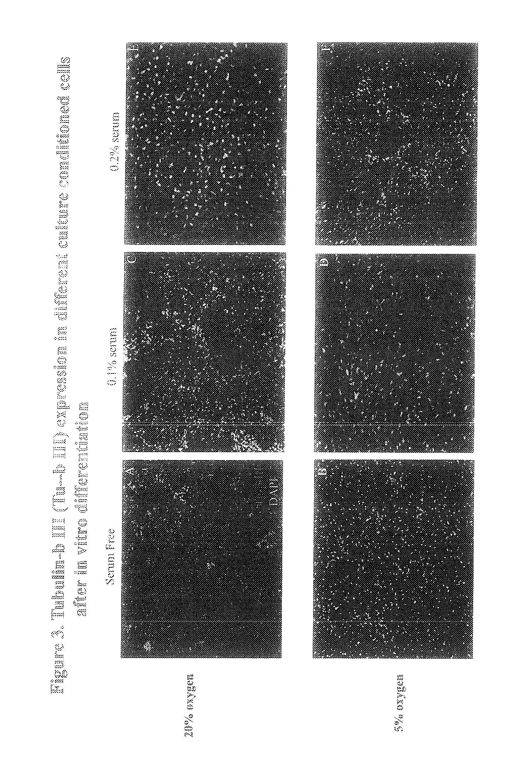 Compositions of stem cells and stem cell factors and methods for their use and manufacture