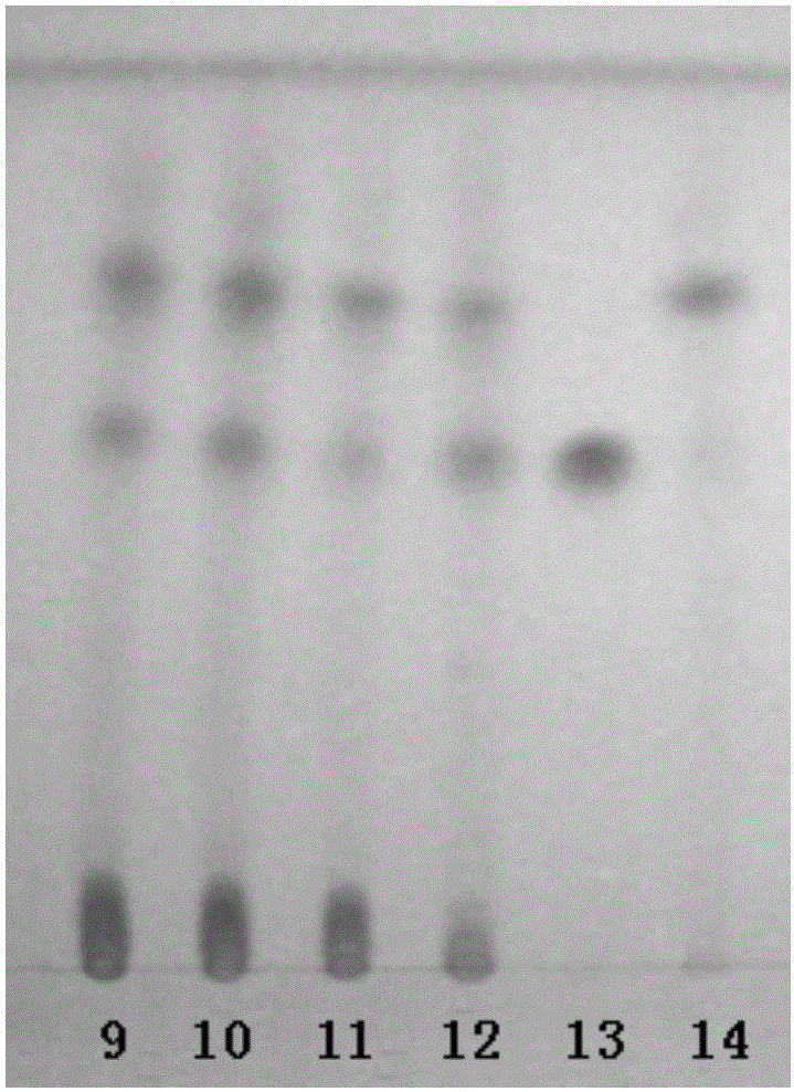 Thin-layer identification method for Blumea riparia in Yixuean granules