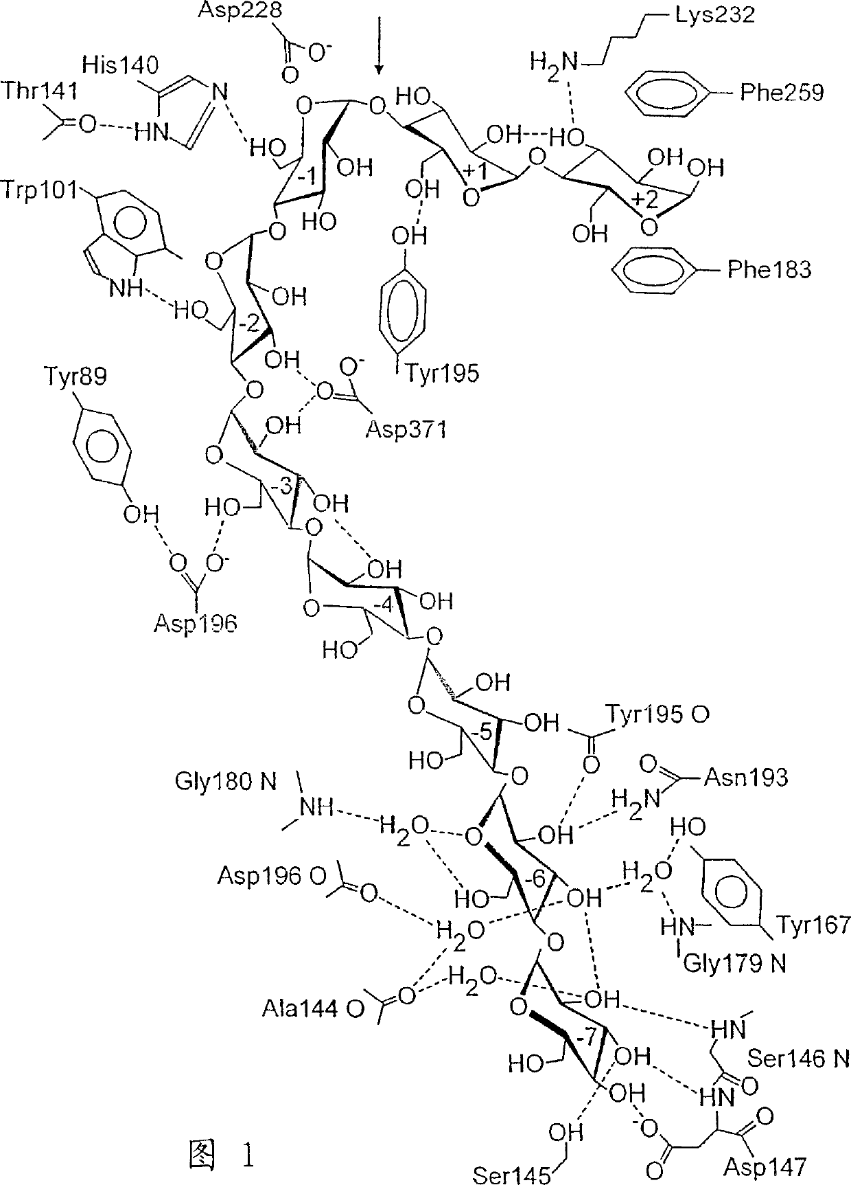 Variants of enzymes of the alpha-amylase family