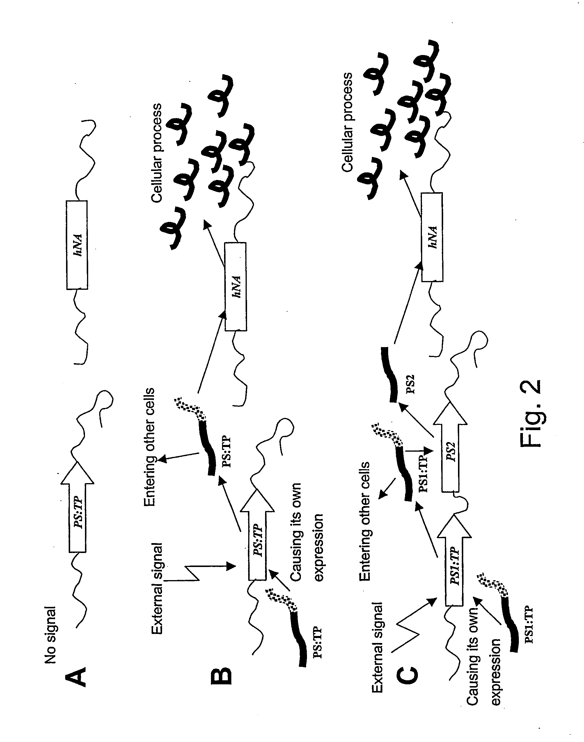 Method of controlling a cellular process in a multi-cellular organism