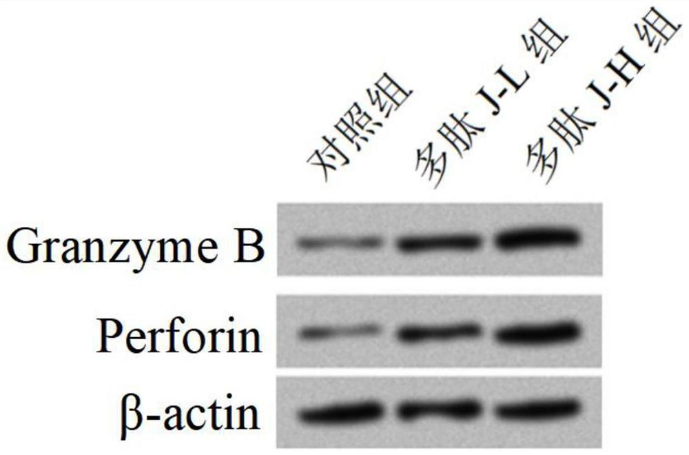 Polypeptide and application thereof in promoting proliferation of human natural killer cells and preparing human natural killer cell culture medium