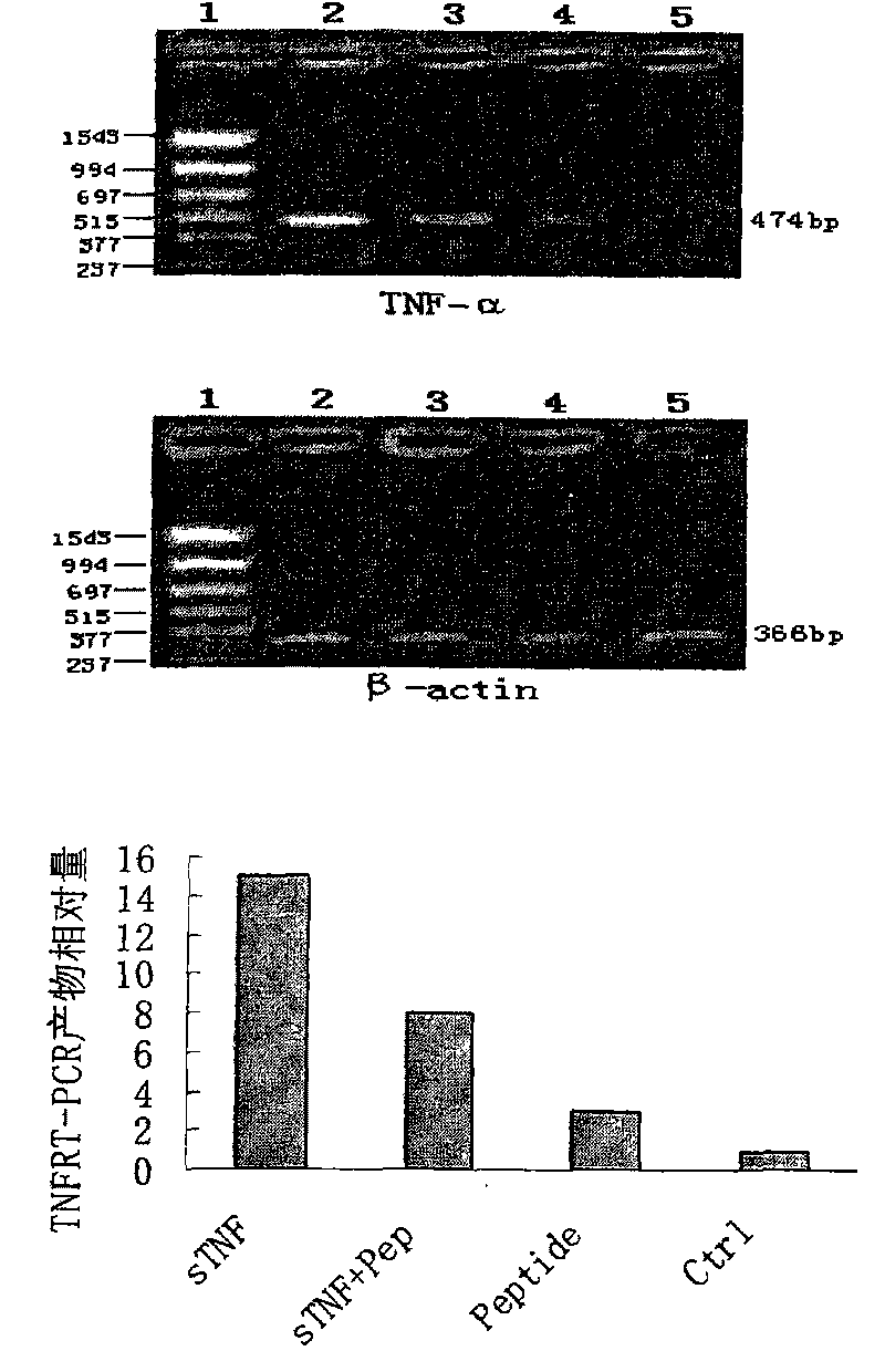 Tumor necrosis factor (TNF)-alpha binding peptide and tumor necrosis factor receptor 1(TNFR1) blocking peptide and applications thereof in treatment of TNF related diseases