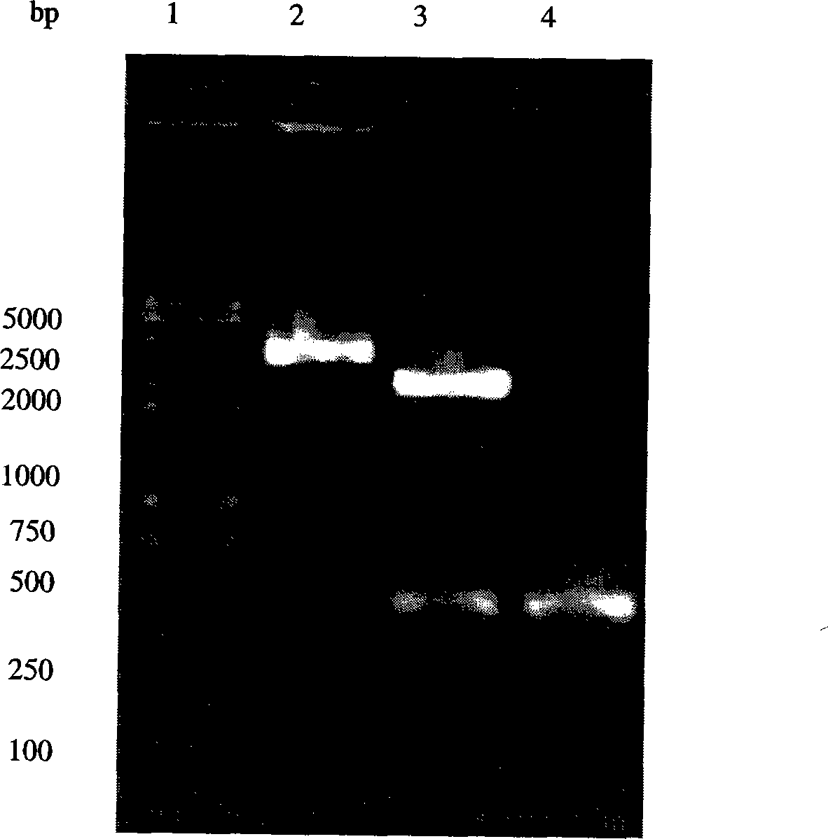 Method for constructing hepatitis C virus specific ribozyme M1GS-hcv/C20 and uses thereof