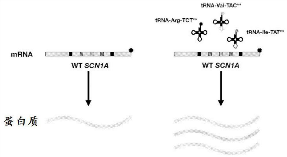 Methods and compositions for increasing protein expression and/or treating a haploinsufficiency disorder