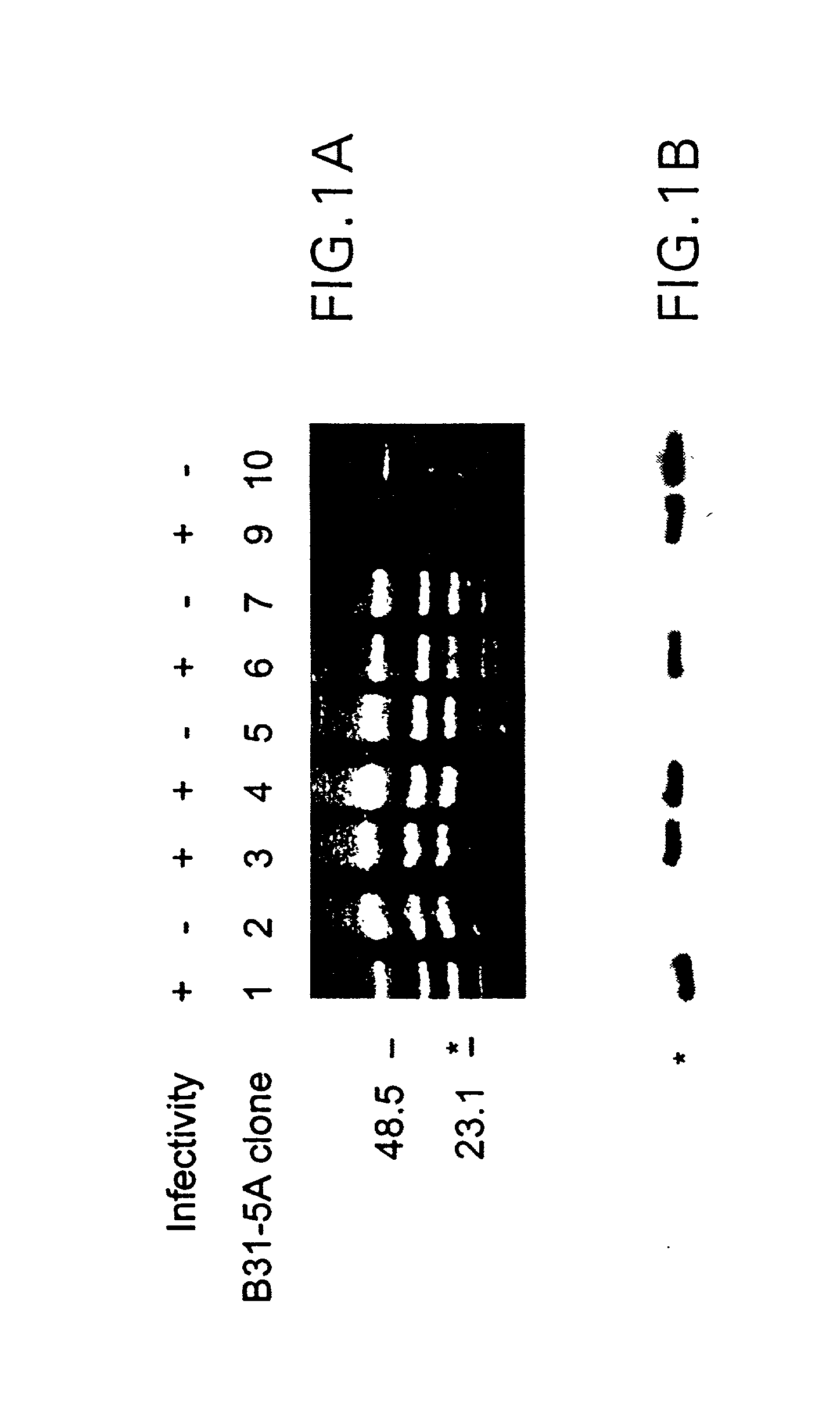 VMP-like sequences of pathogenic Borrelia