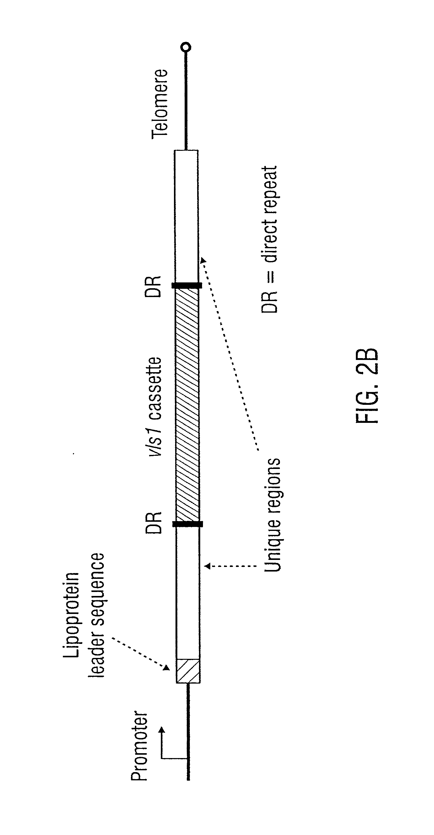 VMP-like sequences of pathogenic Borrelia