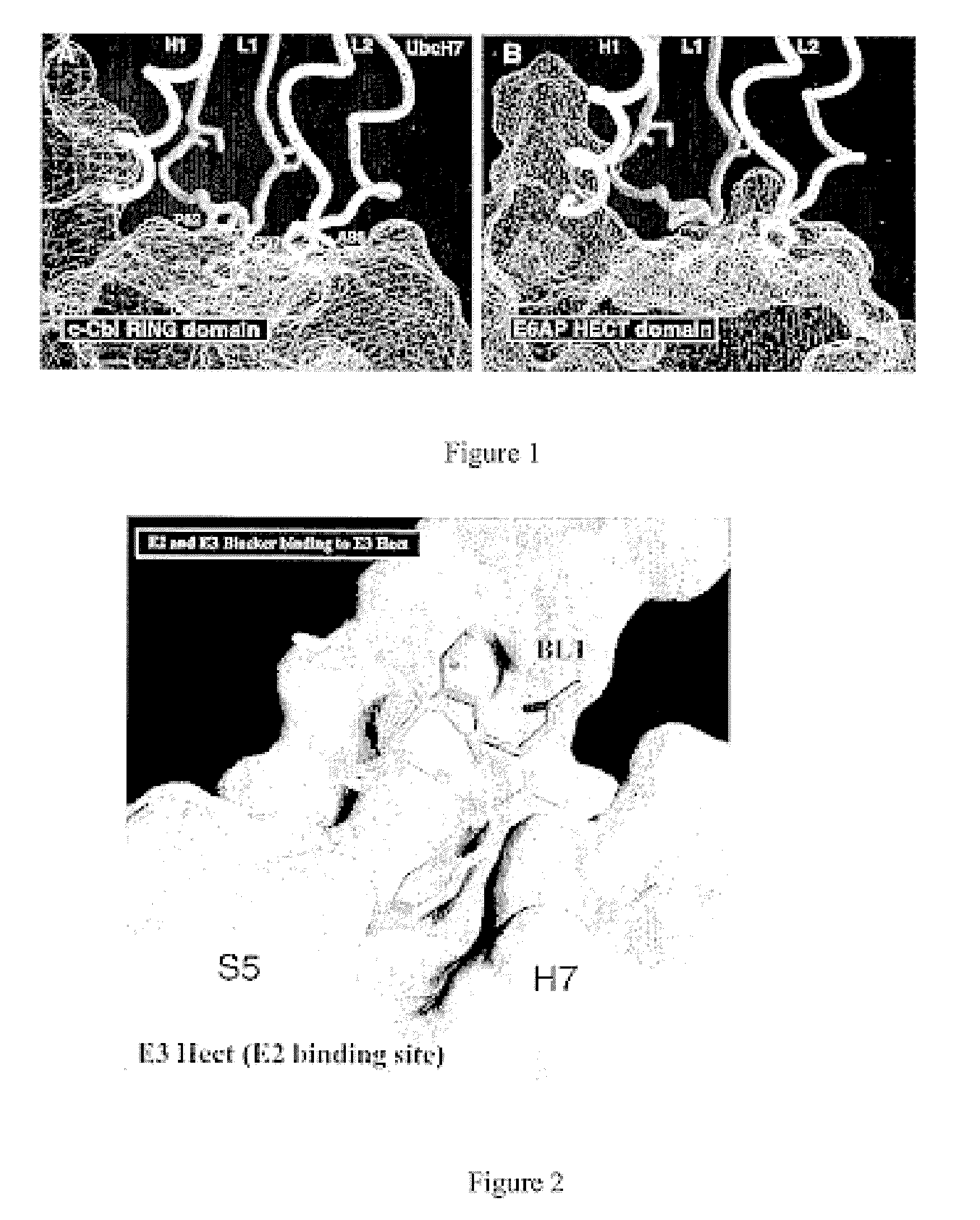 Inhibitors for disrupting the interaction of ubiquitination related enzymes and uses thereof