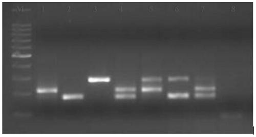 A multiple fluorescence immunoassay method and reagents for rapidly distinguishing rabbit plague virus, Sendai virus and rabbit rotavirus