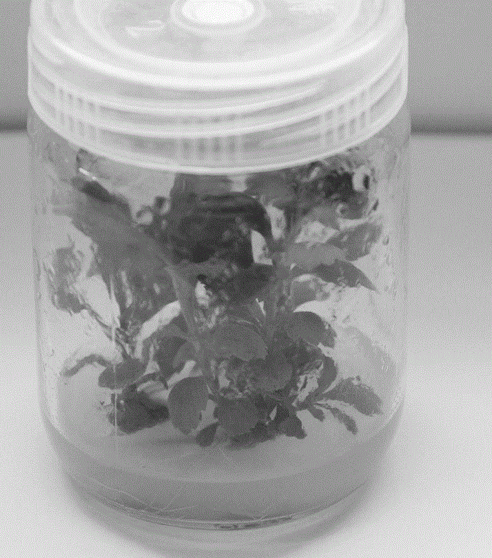 Chrysanthemum one-step tissue culture quick breeding method