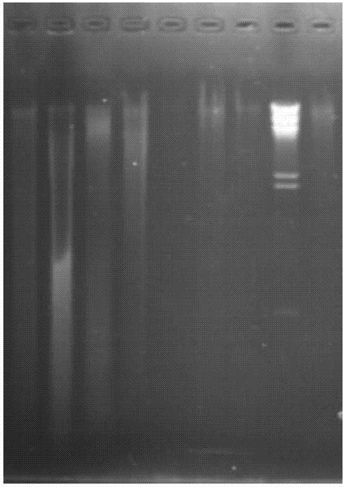 DNA Marker for detecting coal geology microbe archaea species, and preparation method and application thereof
