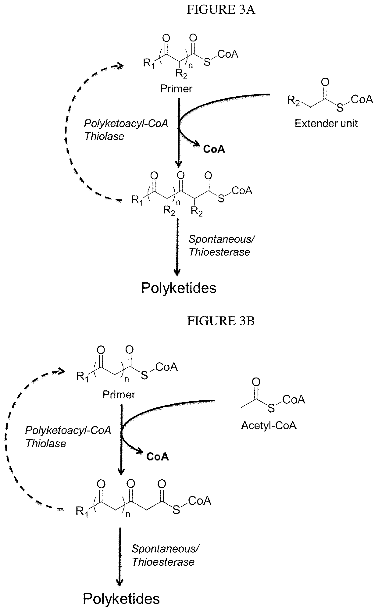 Biosynthesis of polyketides