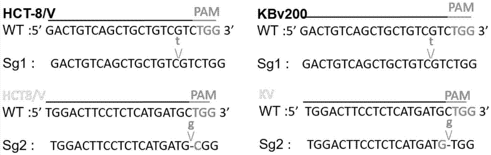 sgRNA targeting sequence of specific target human ABCB1 gene and application