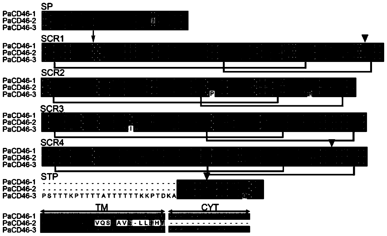 Plecoglossus altivelis CD46 gene, recombinant engineering bacterium and preparation method of polyclonal antibody of CD46 gene