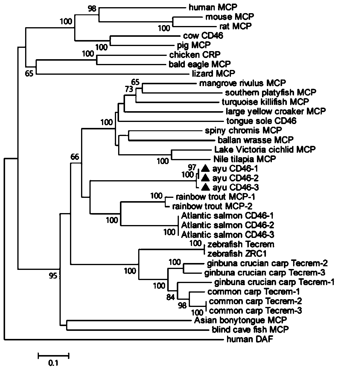 Plecoglossus altivelis CD46 gene, recombinant engineering bacterium and preparation method of polyclonal antibody of CD46 gene