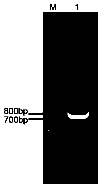 Plecoglossus altivelis CD46 gene, recombinant engineering bacterium and preparation method of polyclonal antibody of CD46 gene