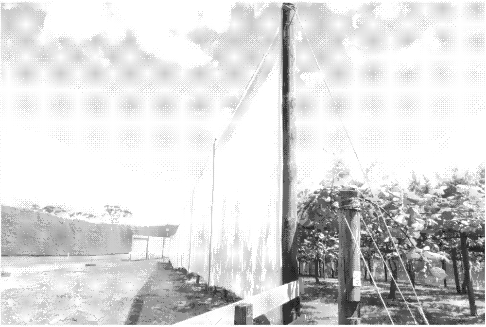 Ventilating, wind-preventing and freezing-preventing method for kiwi fruit orchard combined to photovoltaic power station