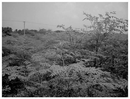 Planting and overwintering methods of tropical plant Moringa in northern regions