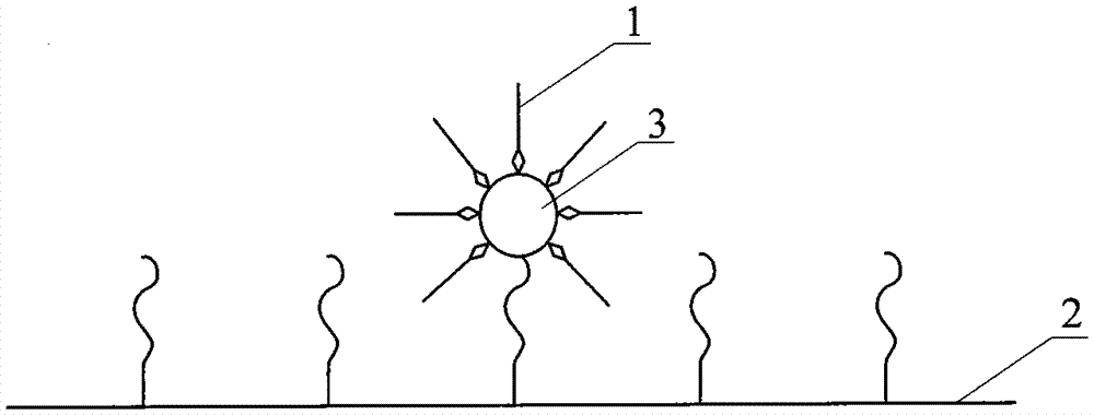 A primer-solid phase carrier complex and its preparation and method for sequencing