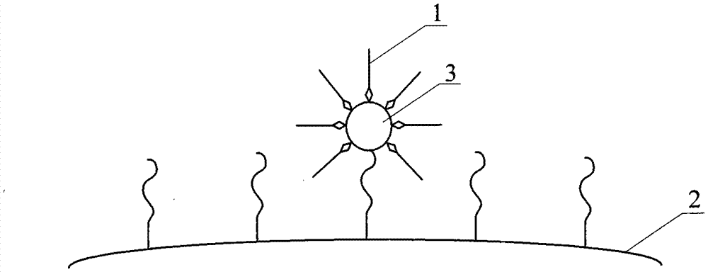 A primer-solid phase carrier complex and its preparation and method for sequencing