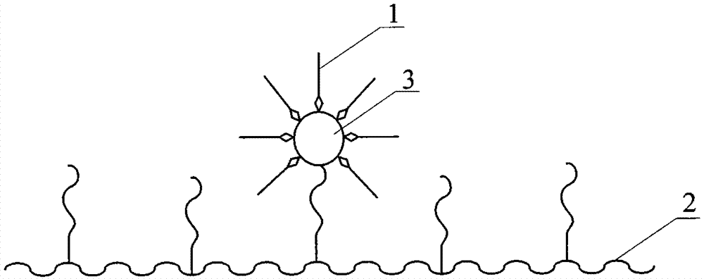 A primer-solid phase carrier complex and its preparation and method for sequencing