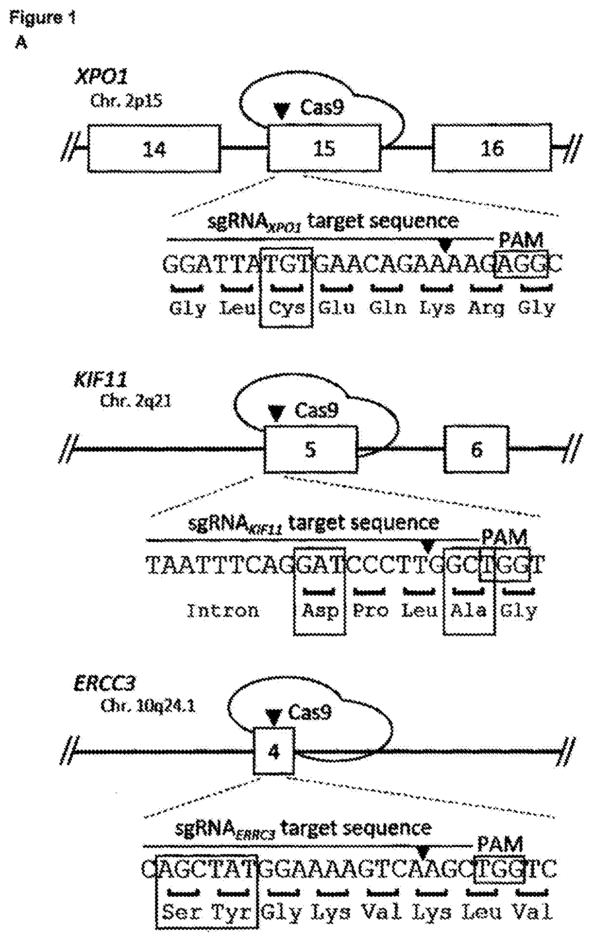 Drug-target identification by rapid selection of drug resistance mutations