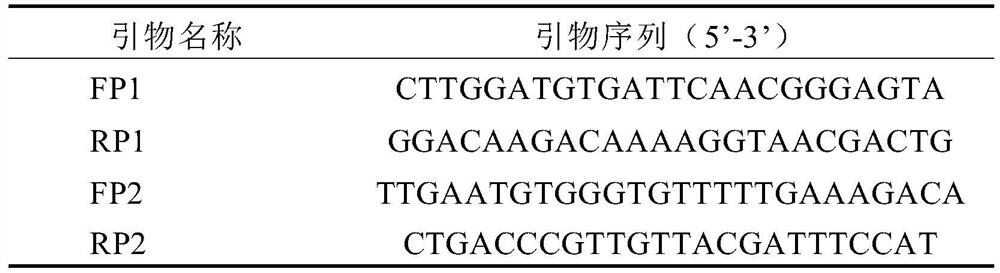 A kind of aawbc1 gene promoter and its function verification method and application