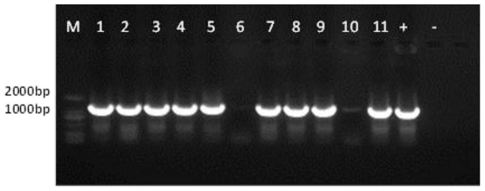 A kind of aawbc1 gene promoter and its function verification method and application
