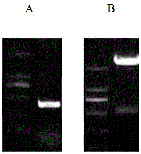 Peanut S-adenosylmethionine synthetase gene AhSAMS and protein and application